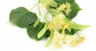 Linden Flowers