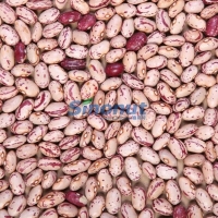 Oval Light Speckled Kidney Bean