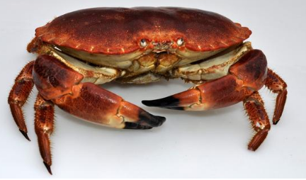 Brown Crab