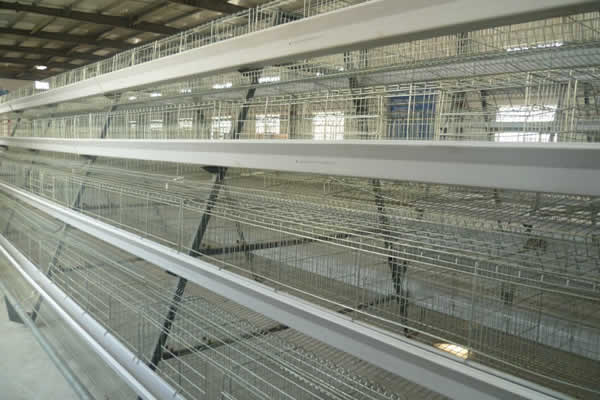 Chicken Cage