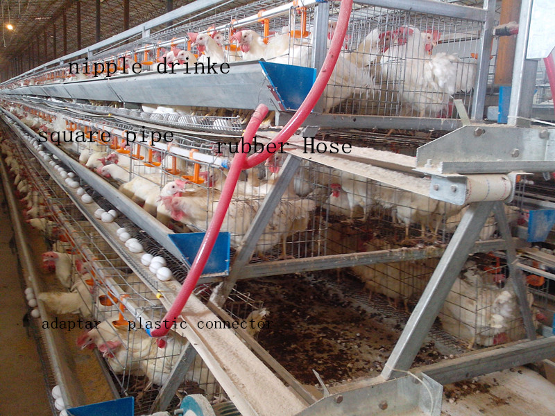 Chicken Cage