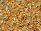 Flax seed