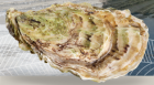 Oyster - Crassostrea gigas