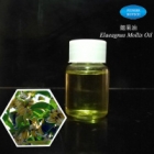 Elaeagnus Mollis Oil
