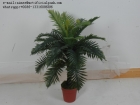 Artificial Sago Cycas