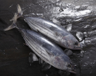 Frozen Skipjack Tuna