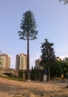 Bionic Pine Tree