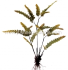 Artificial Fern